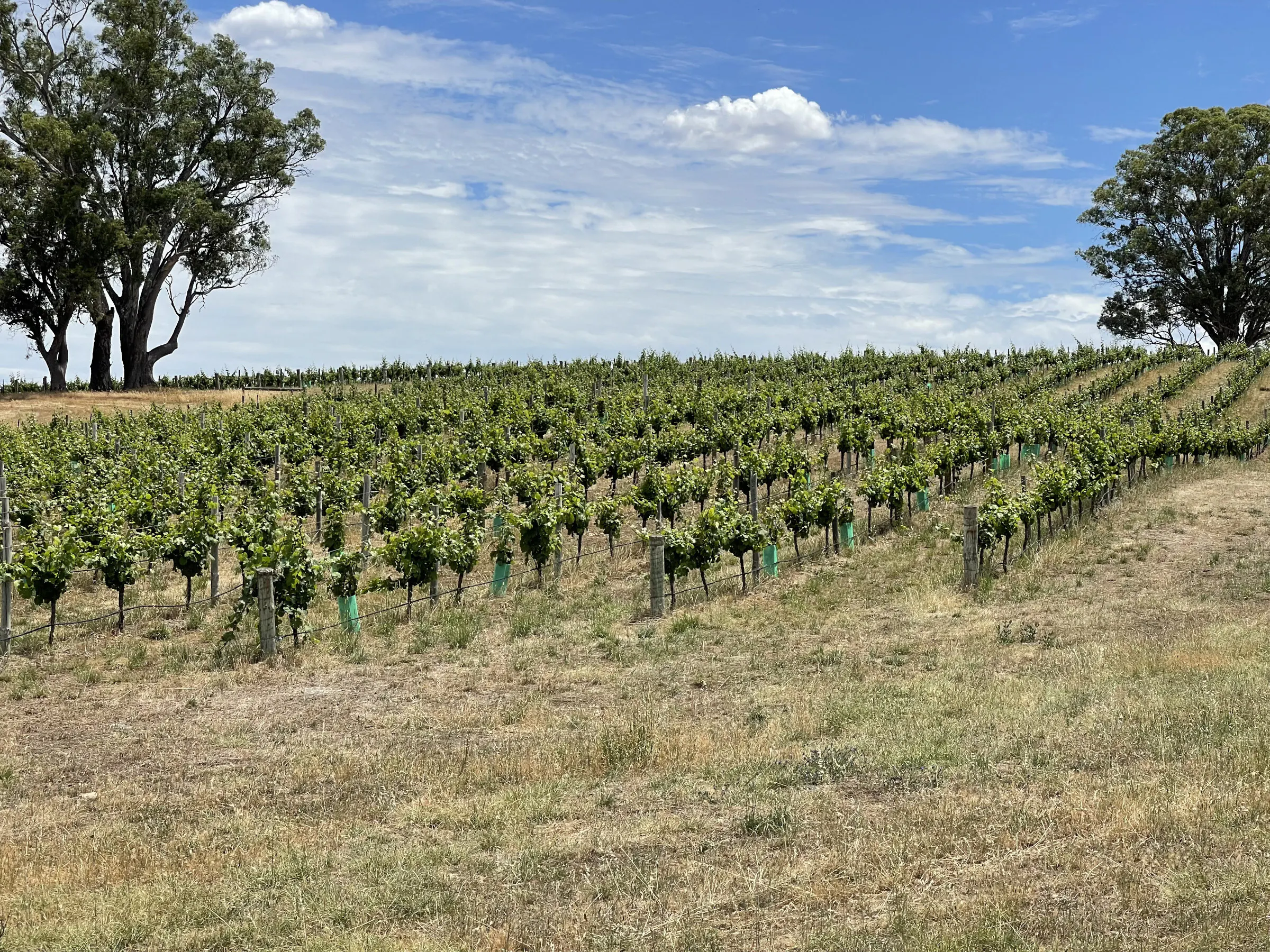Mirooloo road vineyard