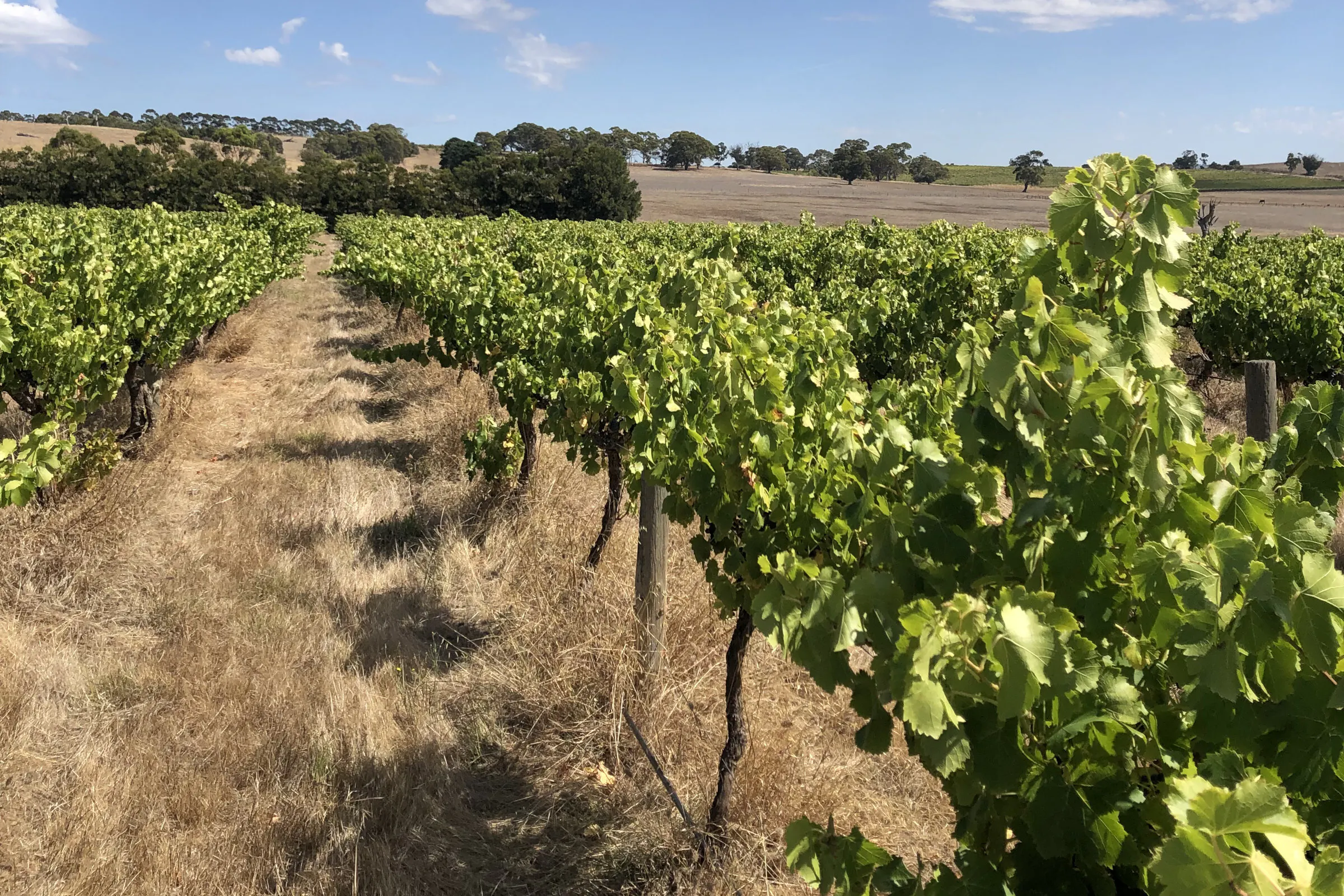 Stonegarden nw vineyard2